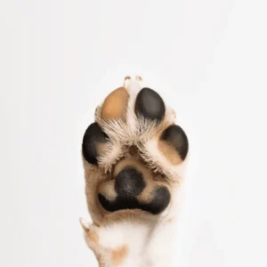 Paw, nose and crease balm