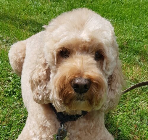 You are currently viewing Doodle Coat Care Guide for New Owners